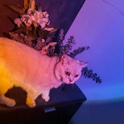 EverythingCuteClub Astronauts Mini Night Light 5W For Photography Room Decoration